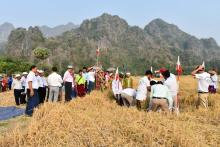 နွေစပါးအထွက်နှုန်းမှန်ကန်စွာရရှိနိုင်ရေး ကရင်ပြည်နယ်နွေစပါးစံကွက်ရိတ်သိမ်း