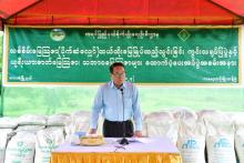 ကမော့ကပိုမျိုးသန့်ခြံ၌ သစ်စိမ်းမြေဩဇာ(ပိုက်ဆံလျှော်)ထယ်ထိုးမြေမြှုပ်ထည့်သွင်းခြင်းကွင်းသရုပ်ပြ