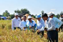 လှိုင်းဘွဲမြို့နယ်၊ ထီလုံကျေးရွာတွင် မိုးစပါးစံကွက်ရိတ် တစ်ဧက ၁၁၁ ဒဿမ ၁၅ တင်းထွက်ရှိ