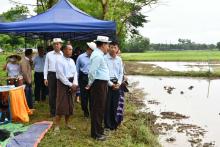 ကရင်ပြည်နယ်တွင် မိုးစပါး ၄၂၇၁၅၁ ဧက စိုက်ပျိုးမည်