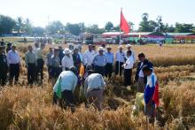 ထီလုံကျေးရွာတွင် မိုးစပါးစံကွက်ရိတ်သိမ်း တစ်ဧက ၁၁၈ ဒဿမ ၂၆ တင်းထွက်ရှိ