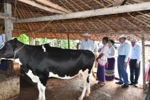 ကရင်ပြည်နယ်ဝန်ကြီးချုပ်ဦးစောမြင့်ဦး နို့စားနွားမွေးမြူရေးခြံနှင့် ငွေနှင်းမှိုစိုက်ပျိုးရေးခြံများအား ကြည့်ရှုအားပေး